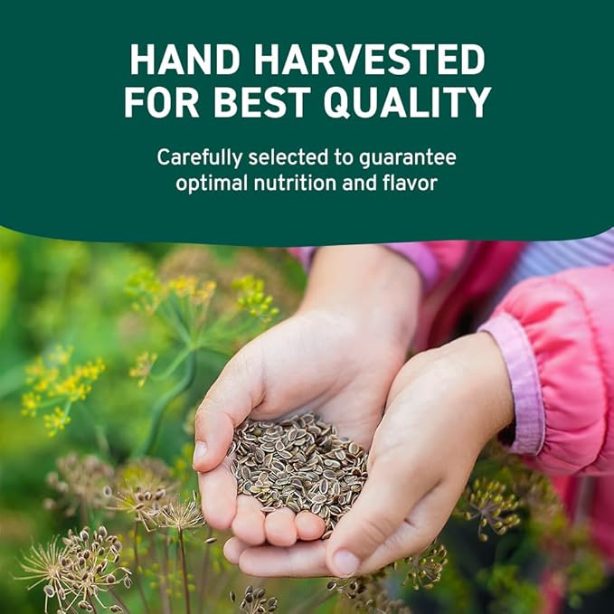 HANDPICK Dill Seeds (397g/14oz) Non GMO, Gluten Free, 100% Raw, Sourced from India, For Cooking, Drinks, Packed in Resealable Ziplock Pouch | For Pickling