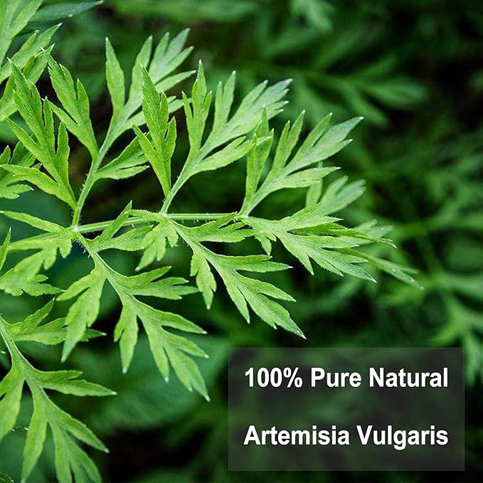 TEARELAE - Mugwort Tea - 2g x 30 Count - 100% Pure Natural Dried Herbs - Premium Mugwort Herb Dried - Non-GMO - Sulfur-free