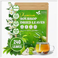 FreshDrinkUS, 240+ Premium Soursop Graviola Dried Leaves Tea, 230-250 Whole Soursop Leaves, Wildcrafted, Graviola , Guanabana , Hoja Guanabana, Loose Leaf Herbal , No Gluten, Vegan