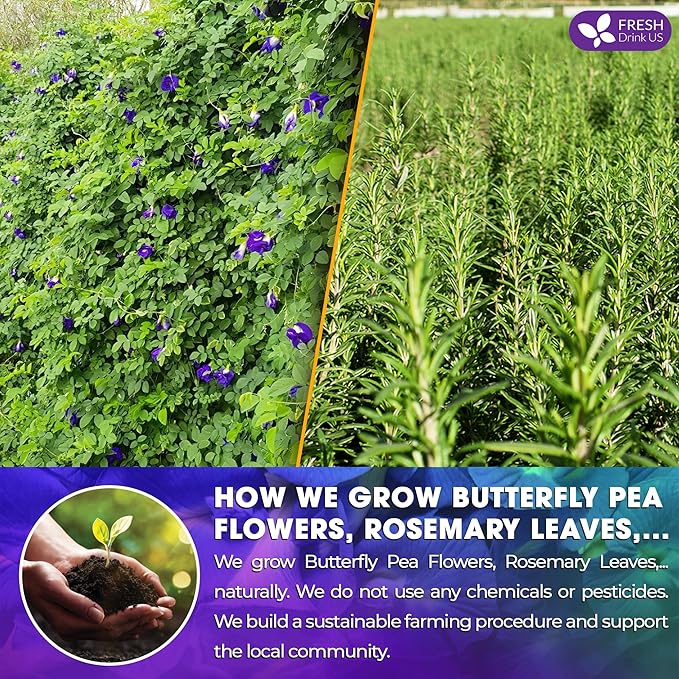 FreshDrinkUS, Clarity Calm Butterfly Pea Flower Tea – 60 Tea Bags Herbal Blend of Butterfly Pea Flower, Rosemary, Moringa, Lemongrass & Licorice Root – Caffeine-Free. Sugar-Free. Gluten-Free. Vegan