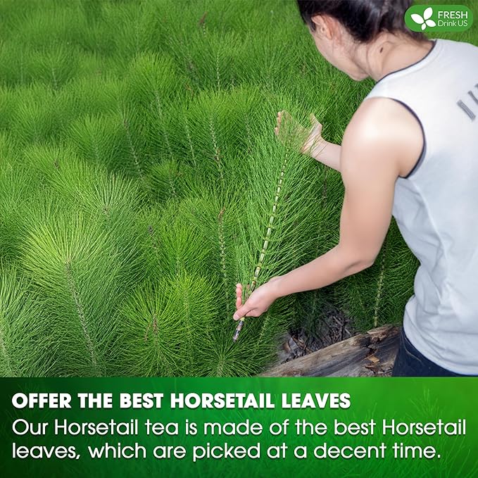FreshDrinkUS, Premium 120 Horsetail Leaf Tea Bags, 100% Natural & Pure from Horsetail Loose Leaves Herbal Tea. Made with Natural Material Tea Bags. No Sugar, No Caffeine, No Gluten, Vegan.