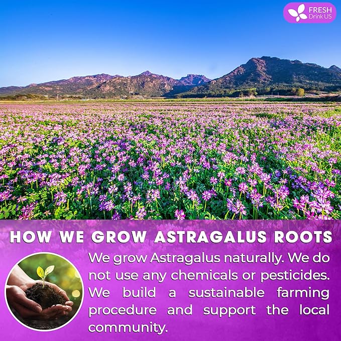 FreshDrinkUS Premium 55 Astragalus Root Tea Bags, 100% Natural & Pure. Astragalus Root Herbal Tea. Made With Natural Material Tea Bags. No Sugar, No Caffeine, No Gluten, Vegan